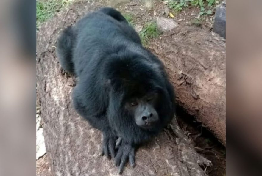 ibama-apreende-macaco-bugio-22mochila22-em-sao-francisco-de-assis3A-comunidade-protesta-e-pede-sua-devolucao-a-natureza ibama-apreende-macaco-bugio-22mochila22-em-sao-francisco-de-assis3A-comunidade-protesta-e-pede-sua-devolucao-a-natureza