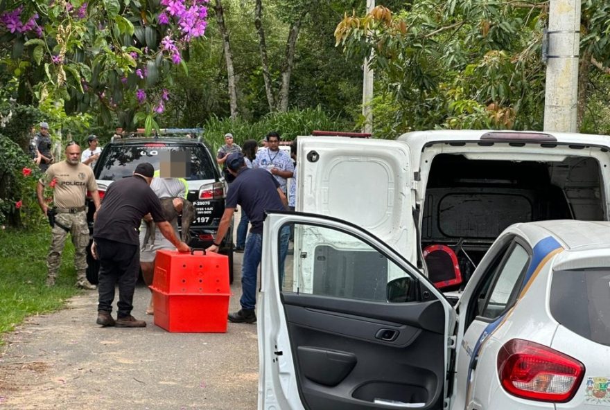 idosa-atacada-por-pitbulls-em-sao-jose-morre-em-decorrencia-de-cancer3A-familia-pede-justica idosa-atacada-por-pitbulls-em-sao-jose-morre-em-decorrencia-de-cancer3A-familia-pede-justica