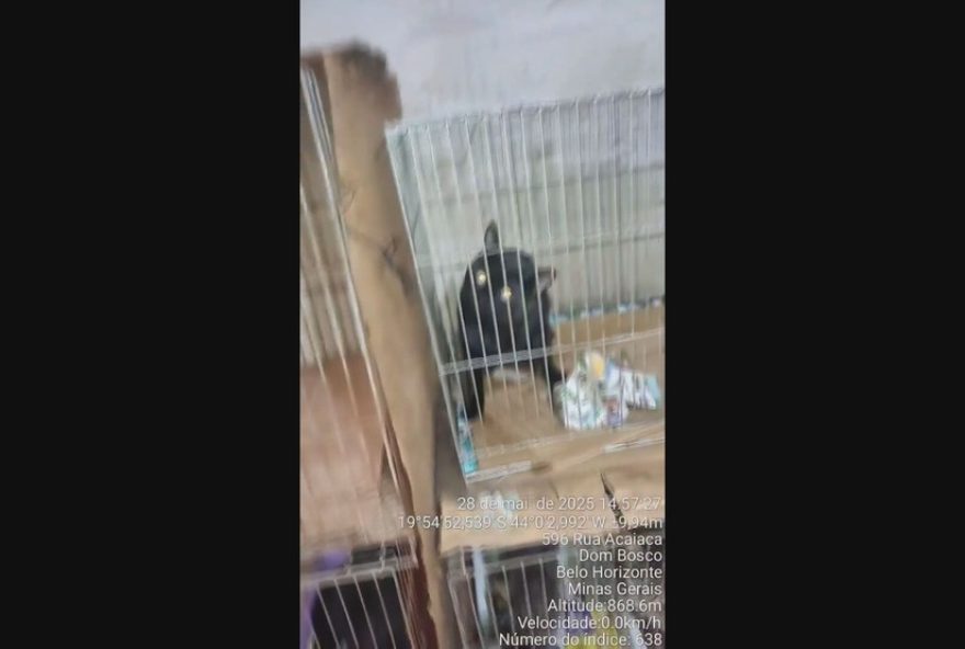 idosa-e-denunciada-por-maus-tratos-a-mais-de-100-gatos-em-bh3A-video-e-policia-intercede
