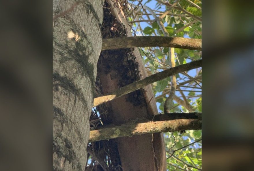 idoso-de-74-anos-morre-apos-ser-picado-mais-de-100-vezes-por-abelhas3A-choque-anafilatico idoso-de-74-anos-morre-apos-ser-picado-mais-de-100-vezes-por-abelhas3A-choque-anafilatico