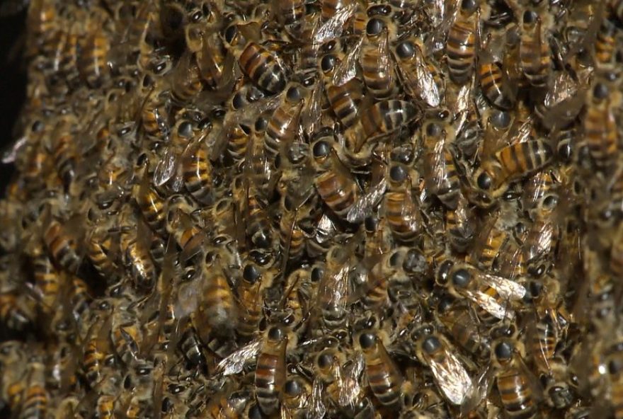 idoso-recebe-alta-apos-mil-picadas-de-abelha-no-pr3B-veneno-danifica-musculos-e-rins-cuidados-e-primeiros-socorros idoso-recebe-alta-apos-mil-picadas-de-abelha-no-pr3B-veneno-danifica-musculos-e-rins-cuidados-e-primeiros-socorros