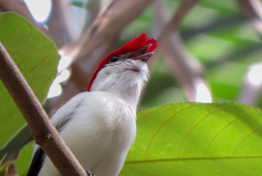 ifce-project-in-juazeiro-do-norte-develops-prototype-to-monitor-araripe-antwren3A-endangered-species-in-cariri-region-turns-28-years-old