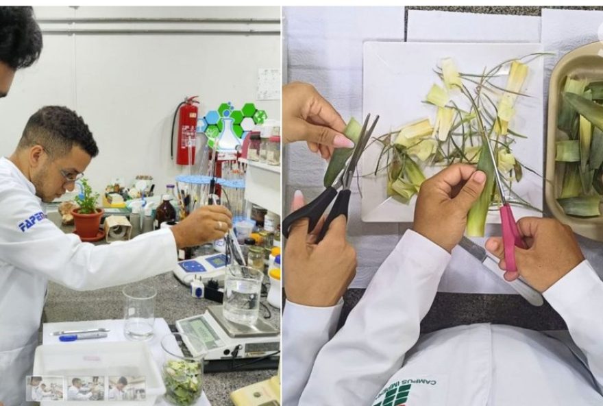 ifma-conquista-primeira-patente-internacional-com-pesquisa-inovadora-sobre-fibra-de-abacaxi ifma-conquista-primeira-patente-internacional-com-pesquisa-inovadora-sobre-fibra-de-abacaxi