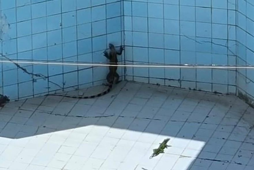 iguanas-resgatadas-em-operacao-conjunta-em-sao-luis3A-animais-receberao-cuidados-e-serao-reintegrados-ao-habitat-natural