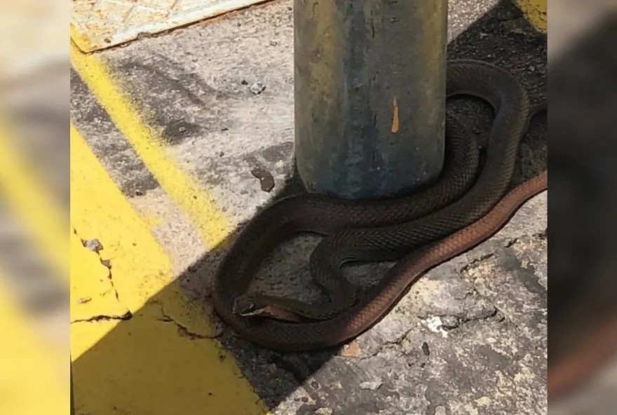 Cobra foi capturada sem ferimentos e em seguida foi encaminhado para um Cetas do Ibama para a avaliação e soltá-la em ambiente apropriado (Divulgação/Corpo de Bombeiros)