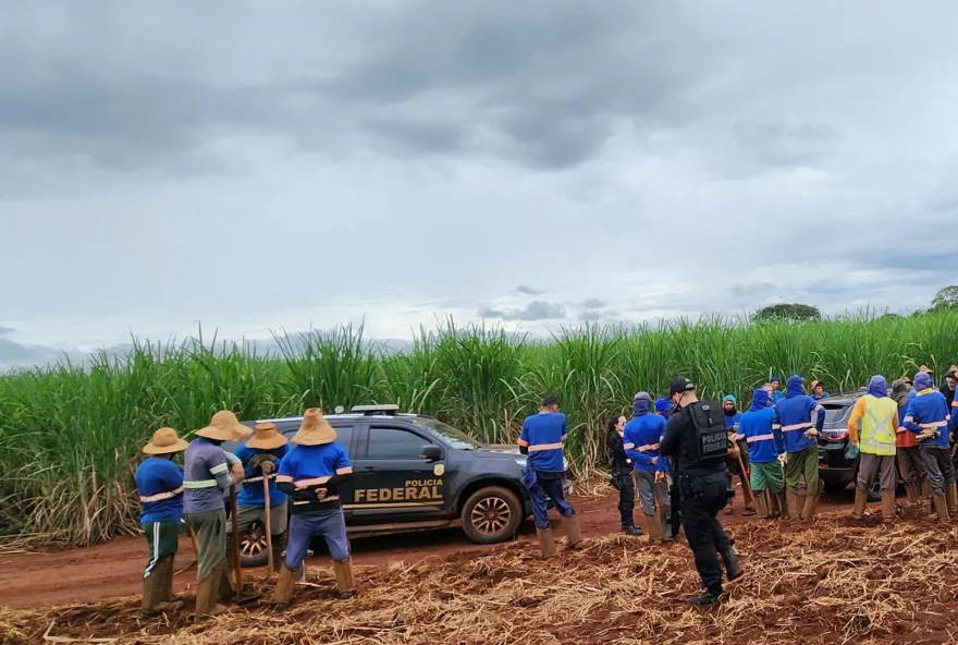 Trabalhadores em plantação de cana. (Foto: Reprodução/O Popular)