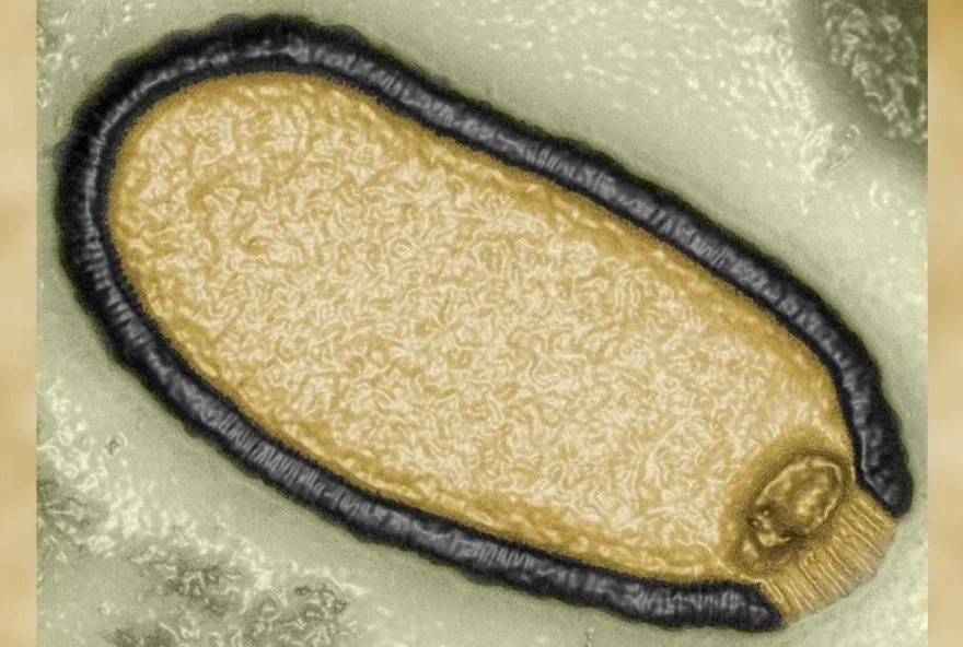 ‘Vírus zumbi’ inativo há mais de 48 mil anos é localizado por cientistas
 (Jean-Michel Claverie/IGS/CNRS-AMU)