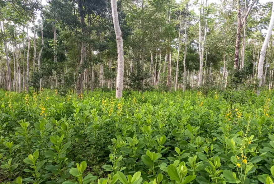 Brasil precisa recuperar 25 milhões de hectares de vegetação nativa