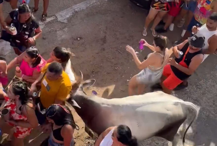 Vaca invade festa de Carnaval e deixa três pessoas feridas