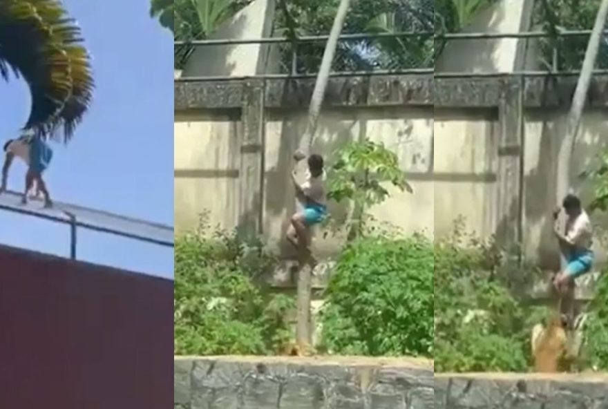 iml-divulga-causa-da-morte-de-jovem-atacado-por-leoa-em-zoologico3B-veja