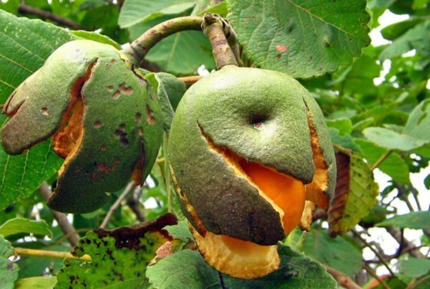 impacto-das-mudancas-climaticas-no-cerrado3A-estudo-revela-efeitos-no-ciclo-vegetal