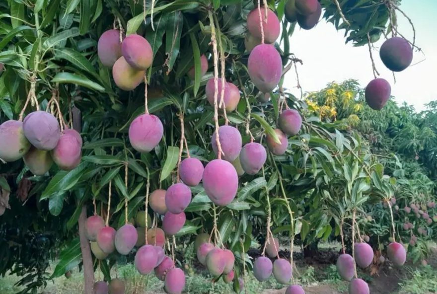 impacto-das-tarifas-dos-eua-na-exportacao-de-mangas-brasileiras3A-o-risco-da-fruta-virar-lama0A