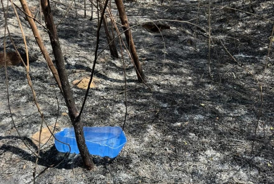 incendio-na-floresta-de-ipanema-mobiliza-resgate-e-alimentacao-de-animais3A-biologo-destaca-importancia-do-combate