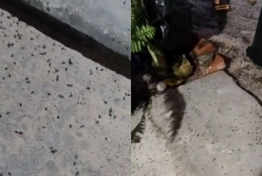 infestacao-de-moscas-preocupa-moradores-em-pindoretama3A-prefeitura-investiga-o-problema