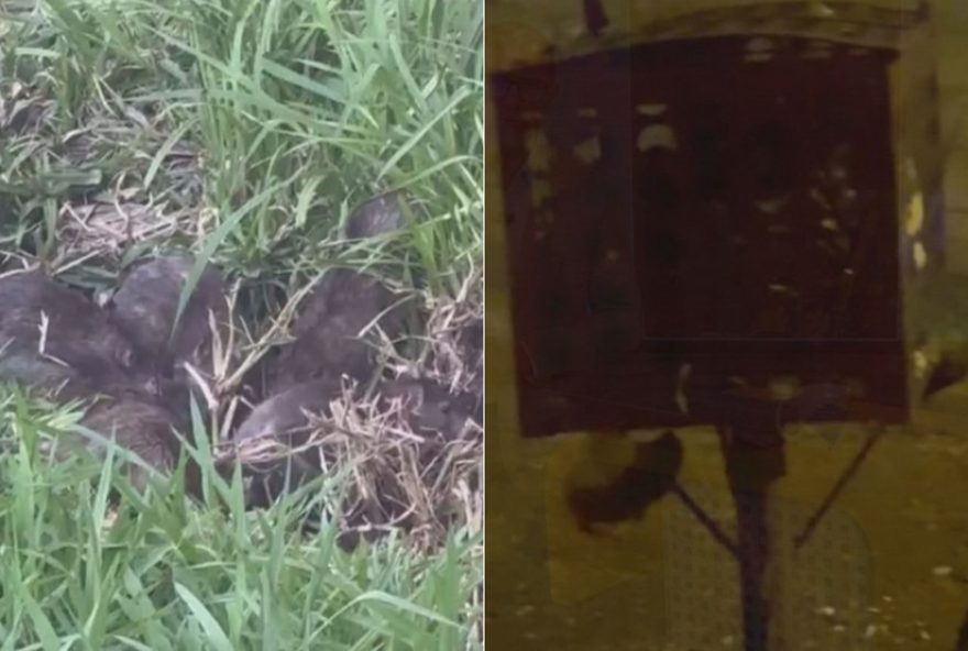 infestacao-de-ratos-assusta-moradores-de-bento-goncalves2C-na-serra-gaucha infestacao-de-ratos-assusta-moradores-de-bento-goncalves2C-na-serra-gaucha