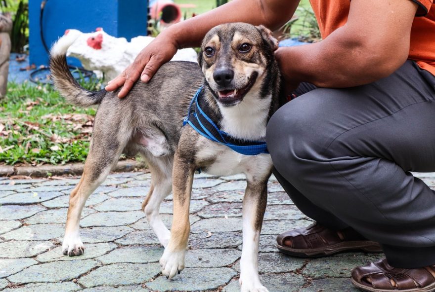 inscricao-para-castracao-gratuita-de-caes-e-gatos-em-ferraz-de-vasconcelos-ultimas-vagas inscricao-para-castracao-gratuita-de-caes-e-gatos-em-ferraz-de-vasconcelos-ultimas-vagas