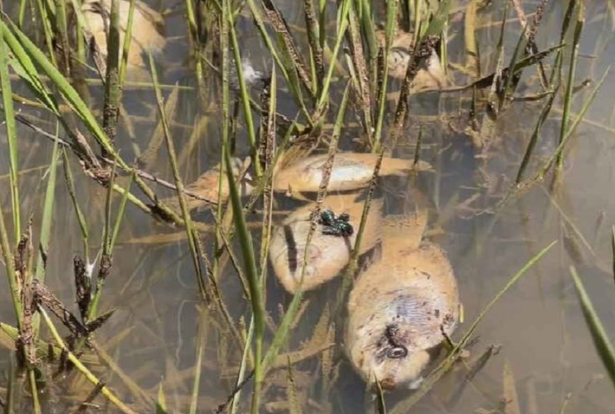 interdicao-de-represa-em-sao-manuel-sp-apos-morte-de-peixes3A-investigacao-em-curso-pela-cetesb.-medidas-preventivas-em-destaque interdicao-de-represa-em-sao-manuel-sp-apos-morte-de-peixes3A-investigacao-em-curso-pela-cetesb.-medidas-preventivas-em-destaque