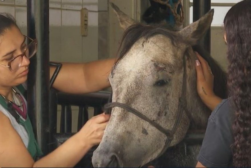 intoxicacao-no-feno3A-oito-cavalos-morrem-em-instituto-de-equoterapia