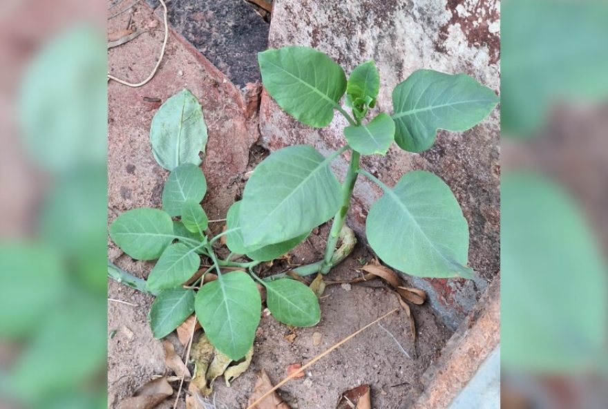 intoxicacao-por-22falsa-couve22-em-mg3A-diario-do-estado-alerta-sobre-perigos-da-planta-toxica