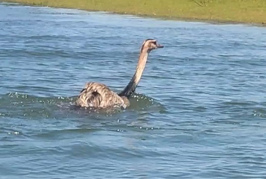 inusitado3A-emas-nadando-no-rio-grande-em-sp-surpreendem-pescadores inusitado3A-emas-nadando-no-rio-grande-em-sp-surpreendem-pescadores