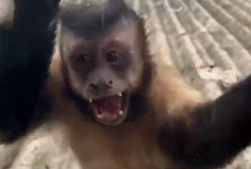 invasoes-de-macaco-prego-amedrontam-moradores-do-santa-marta2C-no-rio3A-relatos-de-ataques-e-medo-constante invasoes-de-macaco-prego-amedrontam-moradores-do-santa-marta2C-no-rio3A-relatos-de-ataques-e-medo-constante