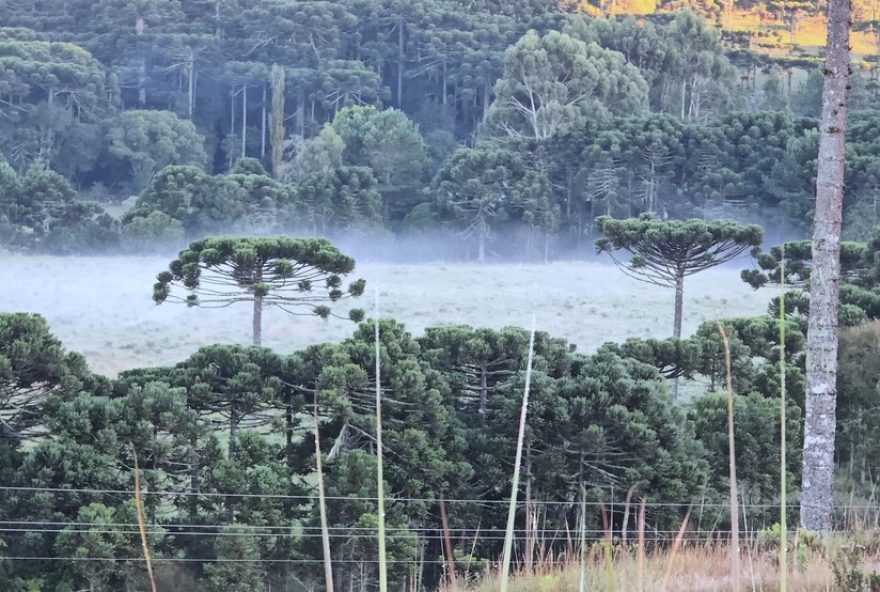 inverno-intenso-em-sao-joaquim-temperatura-de-32C8degc-e-geada-marcam-despedida-do-verao-na-serra-catarinense