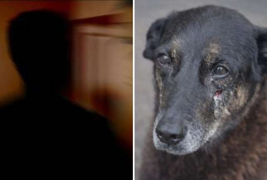 investigacao-avanca-apos-exibicao-no-fantastico-sobre-morte-de-cao-orelha investigacao-avanca-apos-exibicao-no-fantastico-sobre-morte-de-cao-orelha