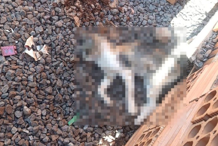 investigacao-de-envenenamento-de-animais-em-selbach2C-rs3A-policia-busca-responsaveis-e-pede-colaboracao-da-comunidade investigacao-de-envenenamento-de-animais-em-selbach2C-rs3A-policia-busca-responsaveis-e-pede-colaboracao-da-comunidade