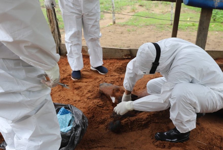 investigacao-de-morte-de-cavalo-por-intoxicacao-em-chacara-de-manaus