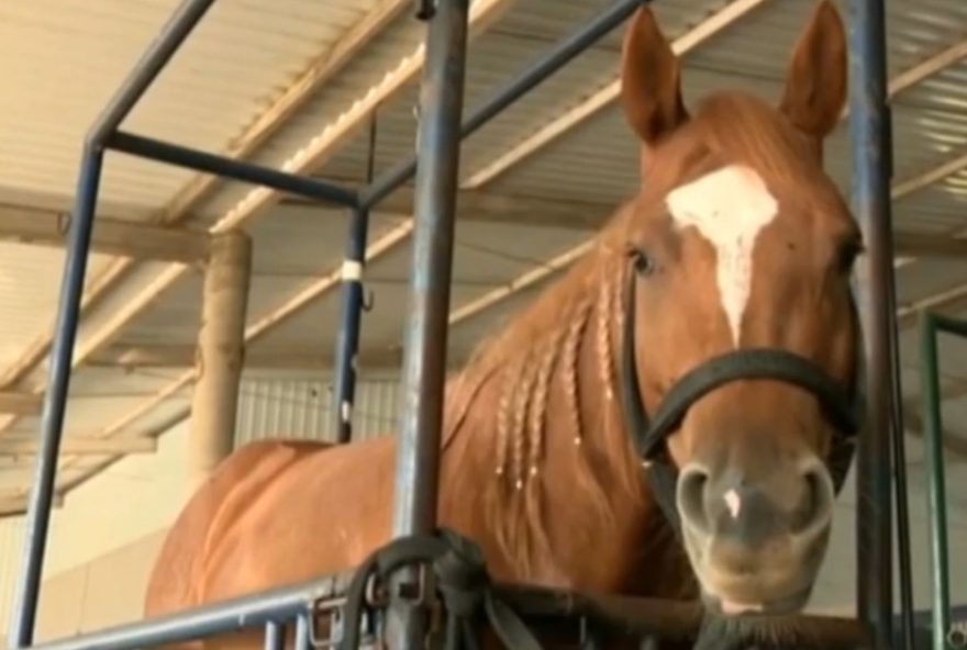 investigacao-de-morte-de-cavalos-por-racao-contaminada3A-nutratta-no-centro-das-investigacoes-novas-atualizacoes