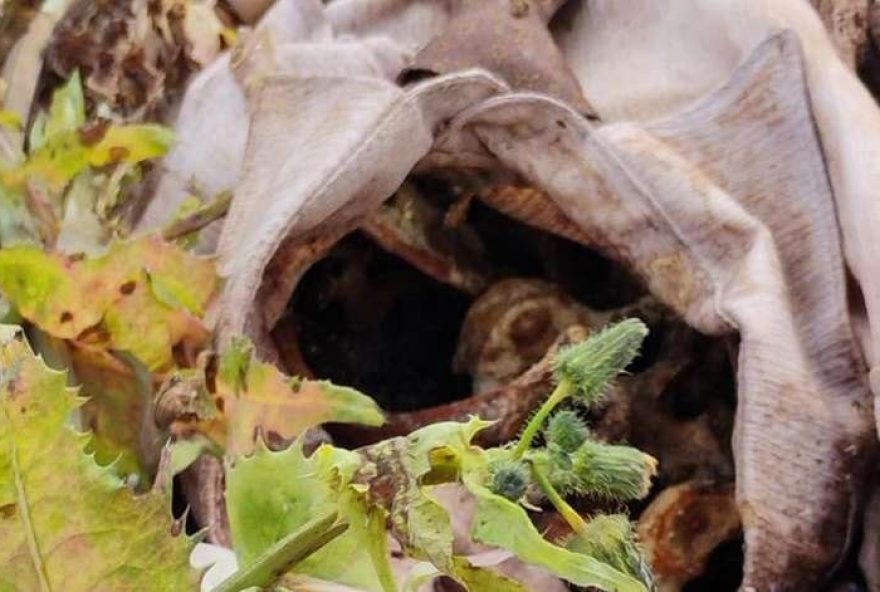 investigacao-em-vila-nova-do-sul-apura-descarte-de-ossos-humanos-em-terreno-baldio