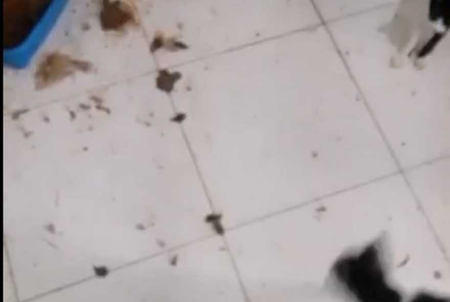 investigacao-policial-resgata-300-animais-de-abrigo-em-vargem-grande3A-maus-tratos-e-condicoes-insalubres-encontrados