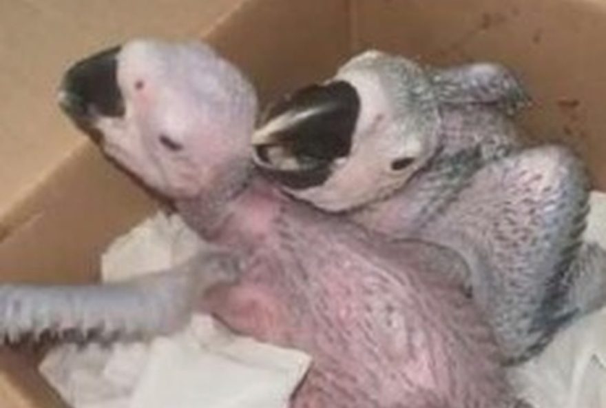investigacao-revela-operacao-criminosa-de-trafico-de-animais-silvestres-no-brasil3A-prisao-de-47-envolvidos-e-apreensao-de-800-animais