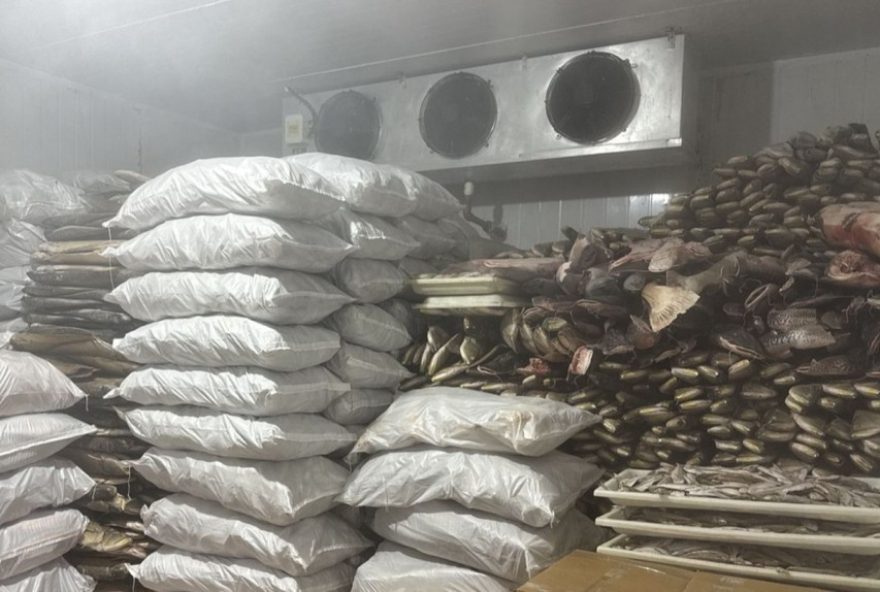 ipaam-apreende-mais-de-100-toneladas-de-pescado-sem-licenca-no-amazonas3A-acao-visa-proteger-saude-publica ipaam-apreende-mais-de-100-toneladas-de-pescado-sem-licenca-no-amazonas3A-acao-visa-proteger-saude-publica