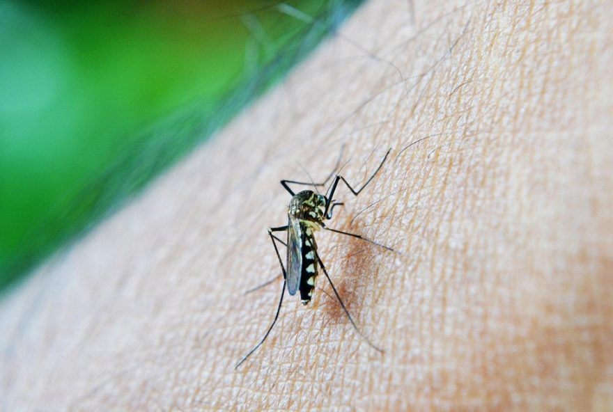 iracemapolis-confirma-circulacao-de-dengue-tipo-23A-especialista-alerta-para-riscos-de-reinfeccao.-vacinacao-disponivel-para-adolescentes