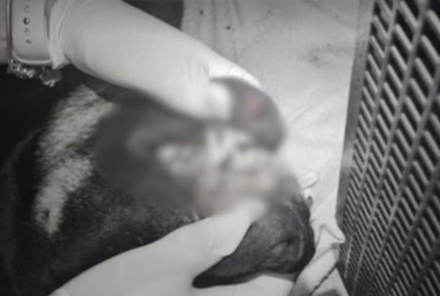 itajai3A-jovens-sao-detidos-por-atirar-cao-do-alto-de-predio-em-caso-de-maus-tratos.-como-a-cidade-reage-a-crueldade-animal itajai3A-jovens-sao-detidos-por-atirar-cao-do-alto-de-predio-em-caso-de-maus-tratos.-como-a-cidade-reage-a-crueldade-animal