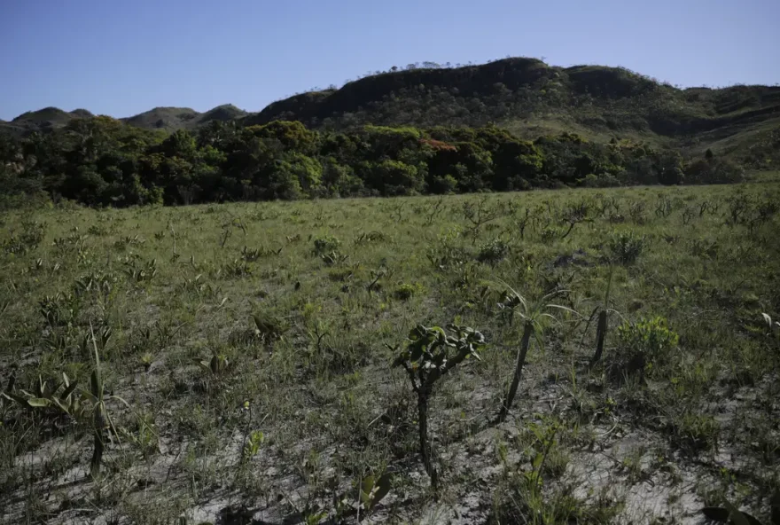 Desmatamento do Cerrado cresce 3% em um ano; área atinge 11 mil km² (Reprodução/Agência Brasil)