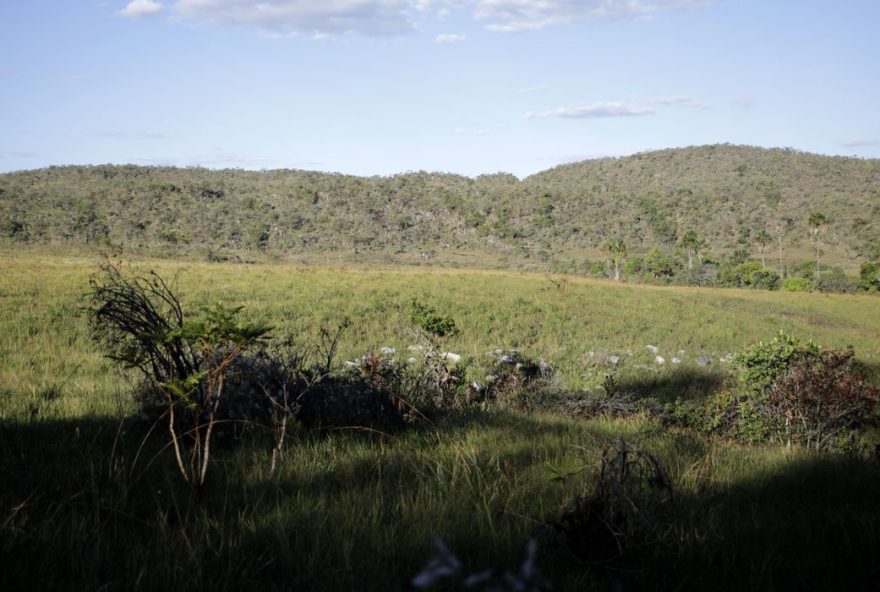 De todo o Cerrado ainda nativo existente no Brasil, 62% estão em propriedades privadas, segundo levantamento do Instituto de Pesquisa Ambiental da Amazônia (Ipam) que atua também no Cerrado.
(Foto: Reprodução/Agência Brasil)