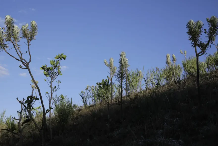 Estudo mostra que área perdeu 27% de vegetação nativa em 39 anos. (Foto: Joedson Alves/Agência Brasil)