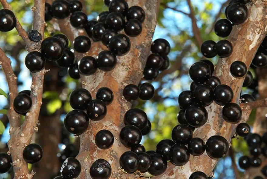 A jabuticaba é uma das representantes do Brasil em lista de melhores frutas do mundo

(Foto: Reprodução\ TasteAtlas )