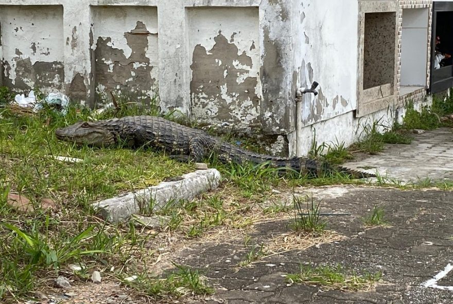 jacare-avistado-em-cemiterio-de-osorio3A-alerta-sobre-convivencia-e-seguranca