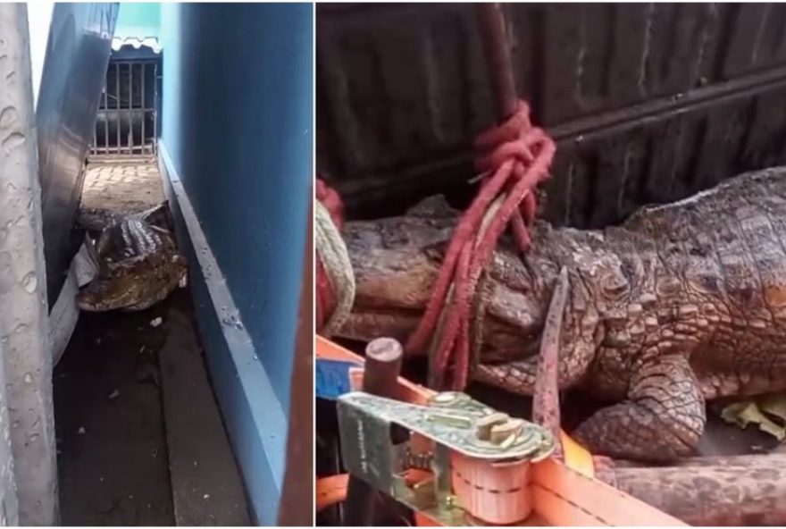 jacare-de-12C5-metro-e-resgatado-em-itaitinga3A-a-importancia-da-preservacao-da-fauna-local jacare-de-12C5-metro-e-resgatado-em-itaitinga3A-a-importancia-da-preservacao-da-fauna-local