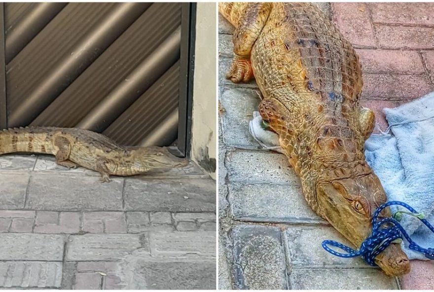 jacare-e-imobilizado-em-calcada-de-casa-em-carire-ce-por-bombeiro-da-reserva jacare-e-imobilizado-em-calcada-de-casa-em-carire-ce-por-bombeiro-da-reserva