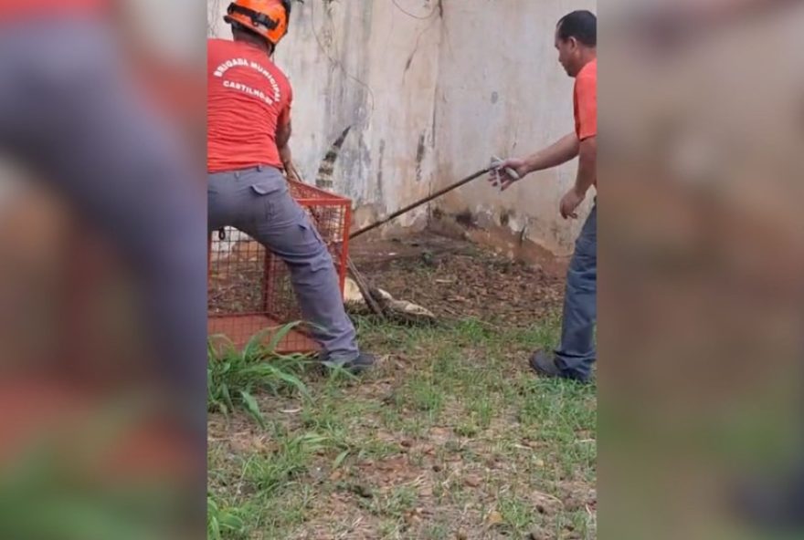 jacare-e-resgatado-em-quintal-de-ubs3A-acao-rapida-da-brigada-de-castilho-garante-seguranca-da-populacao