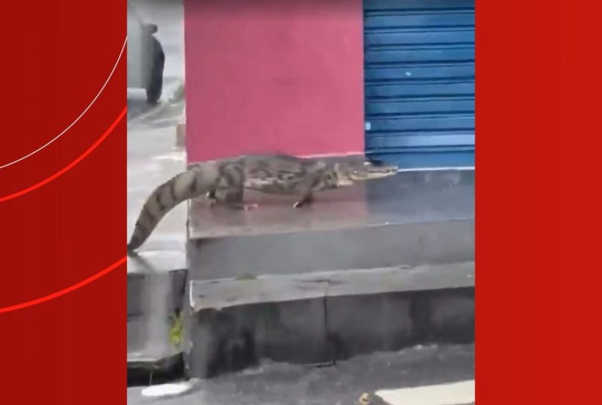 jacare-e-resgatado-na-avenida-beira-mar-em-manaus3A-bombeiros-agiram-rapido-para-salvar-o-animal-em-area-urbana jacare-e-resgatado-na-avenida-beira-mar-em-manaus3A-bombeiros-agiram-rapido-para-salvar-o-animal-em-area-urbana