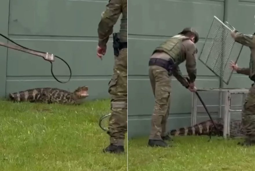 jacare-invade-condominio-em-tramandai-e-e-resgatado-em-seguranca jacare-invade-condominio-em-tramandai-e-e-resgatado-em-seguranca