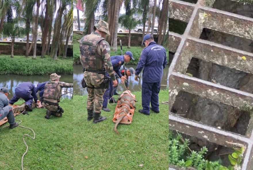 jacare-resgatado-de-bueiro-mobiliza-operacao-em-florianopolis3B-video-de-resgate-do-animal jacare-resgatado-de-bueiro-mobiliza-operacao-em-florianopolis3B-video-de-resgate-do-animal