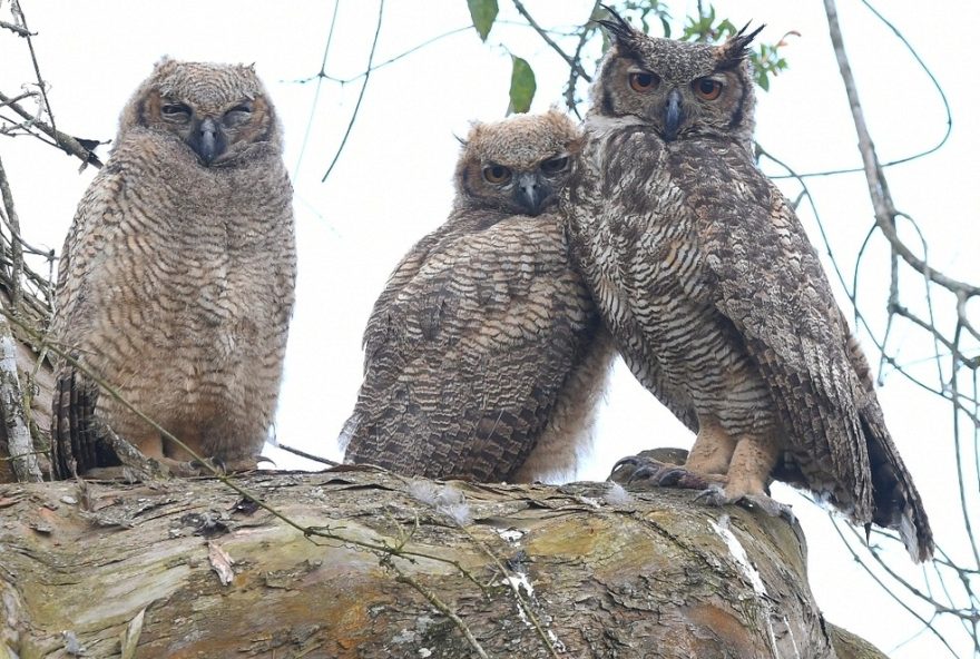 jacurutus-em-guararema3A-flagrante-de-familia-desta-coruja-noturna-na-regiao-metropolitana-de-sp2C-por-jorge-souza2C-observador-de-aves
