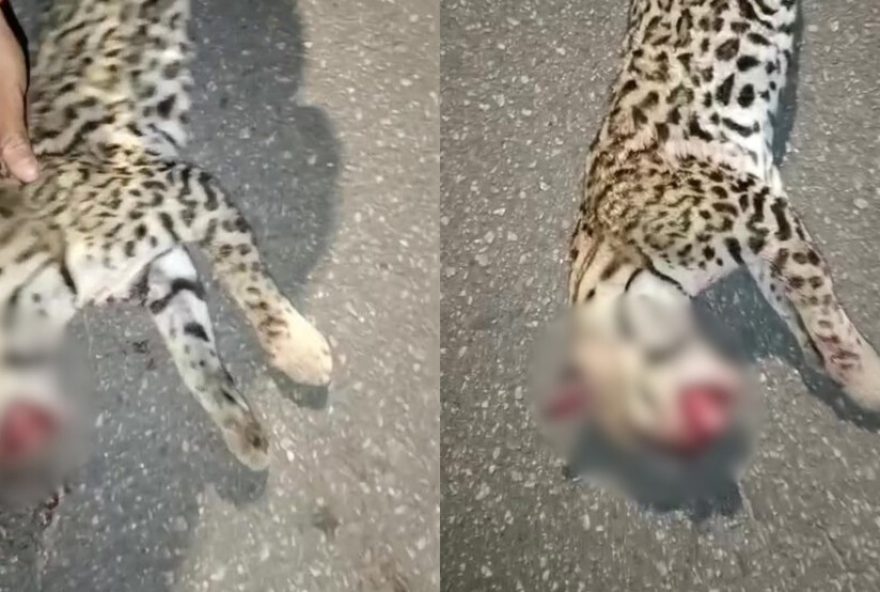 jaguatirica-atropelada-na-pe-072C-em-moreno3A-video-revela-triste-cena-de-animal-morto-na-pista jaguatirica-atropelada-na-pe-072C-em-moreno3A-video-revela-triste-cena-de-animal-morto-na-pista