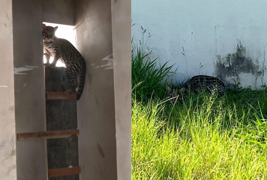 jaguatirica-capturada3A-bombeiros-resgatam-felino-em-condominio-de-franca jaguatirica-capturada3A-bombeiros-resgatam-felino-em-condominio-de-franca